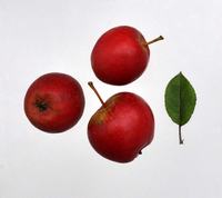 Pigeon Ildrød æbler